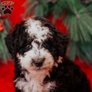 Winston, Mini Bernedoodle Puppy